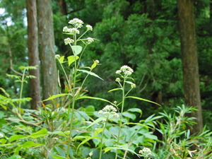 DSCN0278