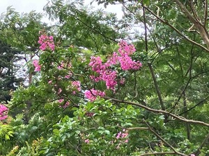 IMG_2355