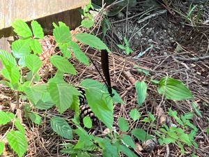 IMG_1521
