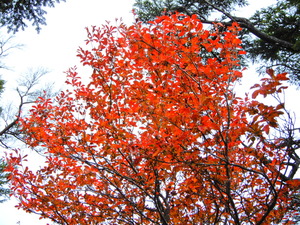 DSCN9648