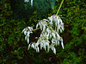 DSCN0337