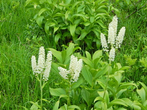 DSCN0222