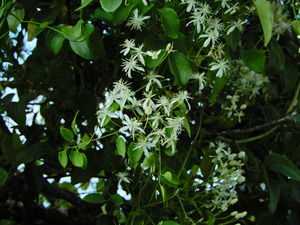 DSCN0041