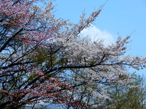 DSCN9779