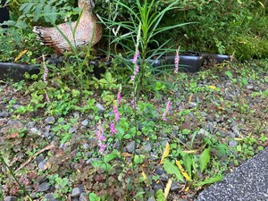 IMG_0690