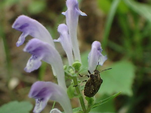 P6060004