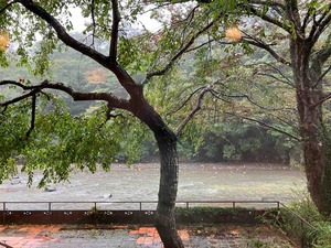 IMG_2743