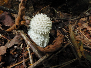 DSCN0571