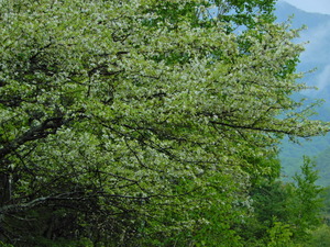 DSCN9554