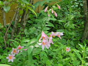 DSCN0345