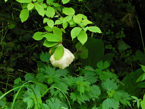 DSCN0088