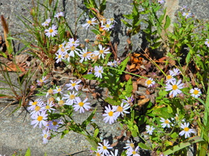 DSCN9596