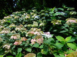 DSCN0328