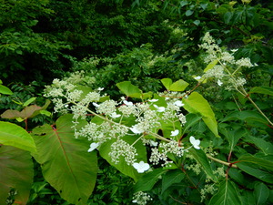 DSCN0253