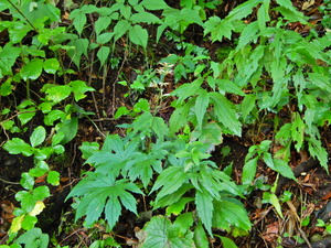 DSCN9332