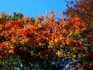 DSCN0007
