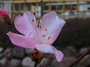 DSCN9743