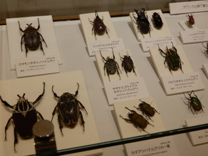 DSCN0617