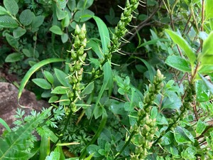 IMG_1159