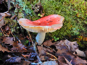 DSCN9397