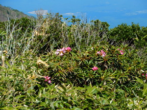 DSCN5991