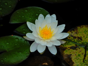 DSCN0112