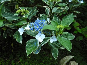 DSCN7612