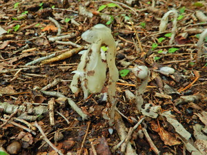 DSCN7536