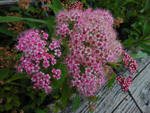 DSCN0208