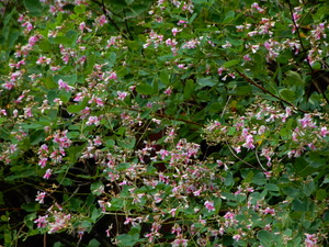DSCN0606