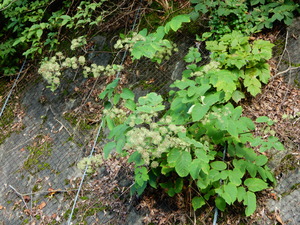 DSCN0669