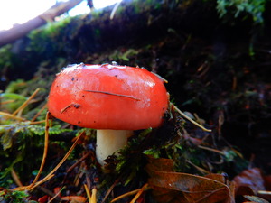 DSCN9945