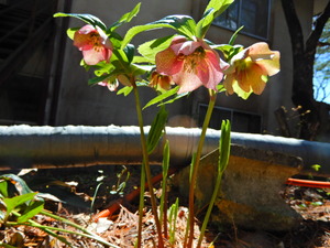 DSCN0457