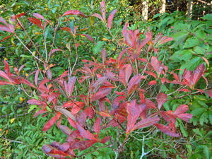 DSCN0016