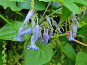 DSCN0529