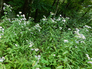DSCN0444
