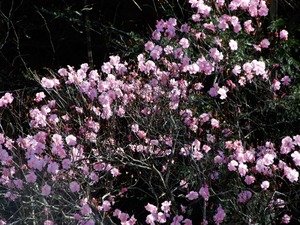 DSCN0308