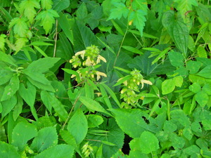 DSCN0521