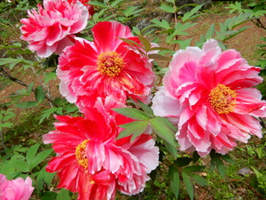 DSCN9339