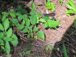 IMG_1518