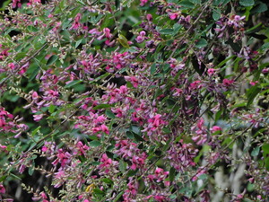 DSCN0736