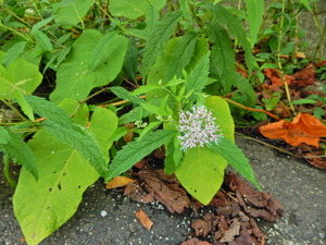 DSCN9770