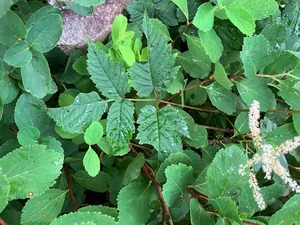 IMG_1144