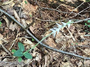 IMG_1897