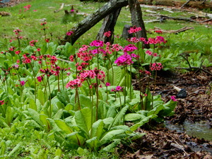 DSCN0620