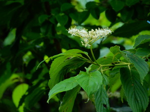 DSCN0329