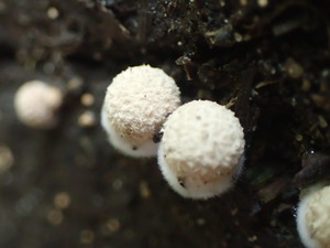 P8230563
