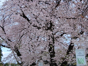 DSCN9749