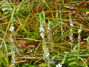 DSCN0059