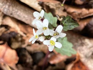 IMG_8596